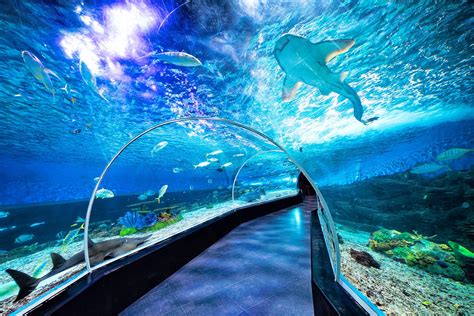 manila ocean park manila|What You Need To Know Before You Visit Manila .